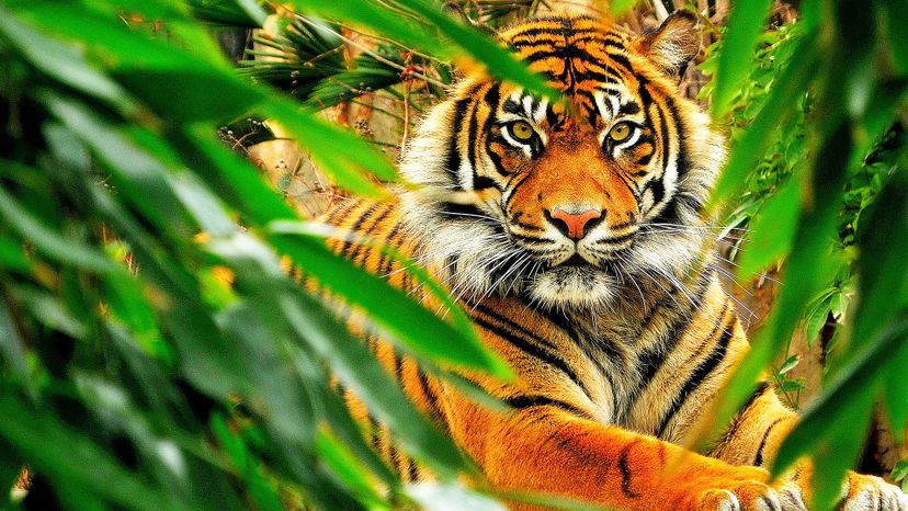 File:Orange bengal tiger at Cougar Mountain Zoological Park 1.jpg -  Wikipedia