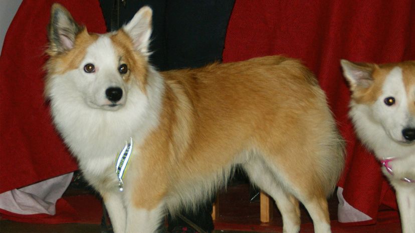 Icelandic Sheepdog