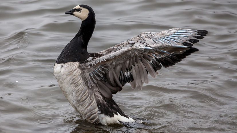 Barnacle Goose