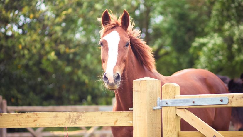 Dutch warmblood