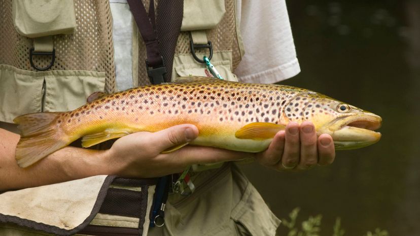 Brown Trout