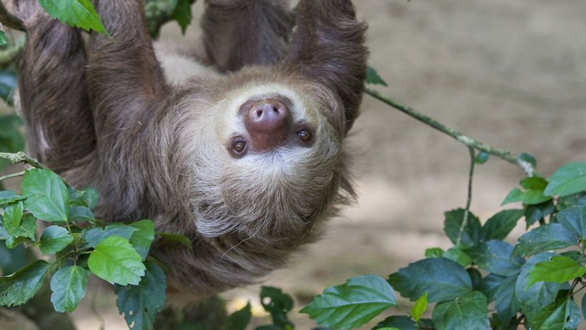 Hoffmann's two toed sloth