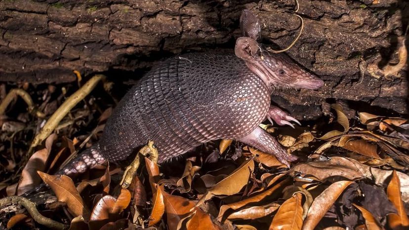 Nine-banded Armadillo