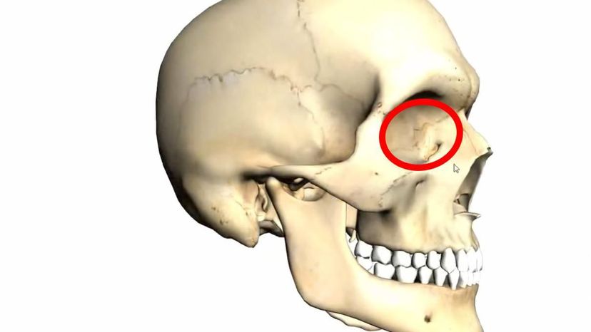 lacrimal bone