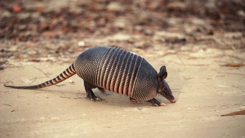 Armadillo