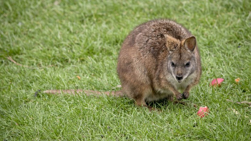 Tammar Wallaby