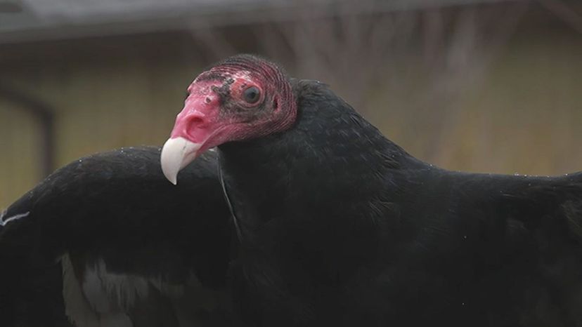 Turkey Vulture