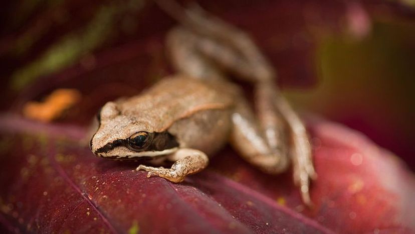 Wood_Frog