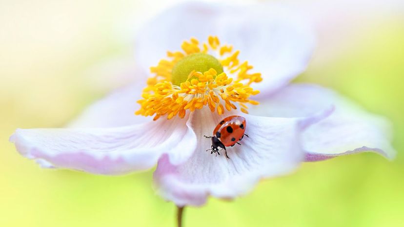 Pollination