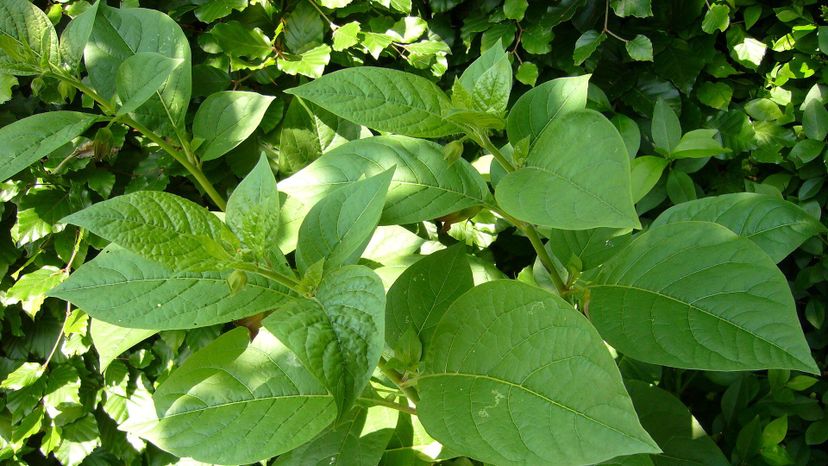 Deadly nightshade (atropa belladonna)