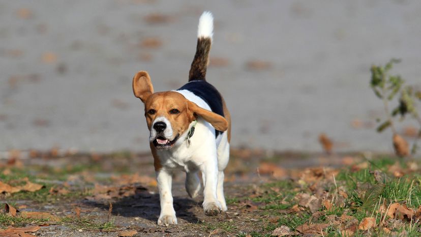 Qual é o nome da raça do cachorro da, Perguntas Triviais