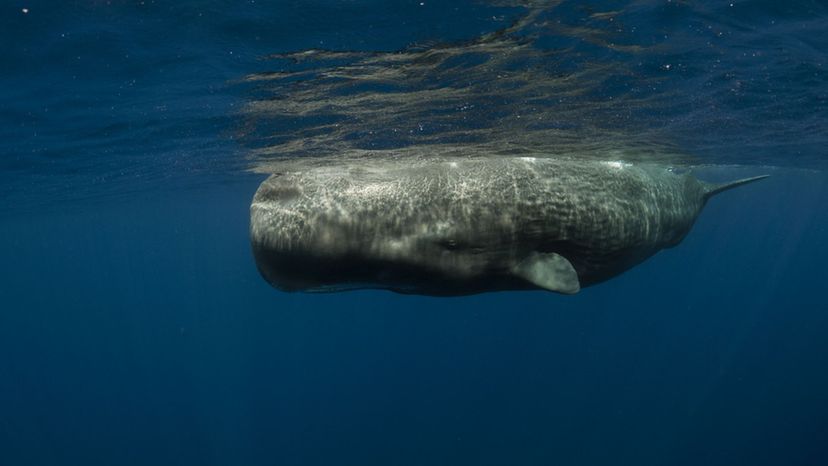 Sperm Whale