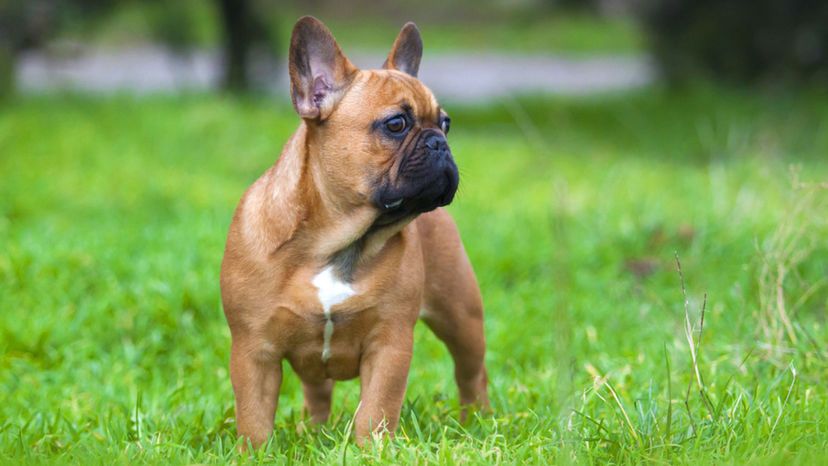 French Bulldog