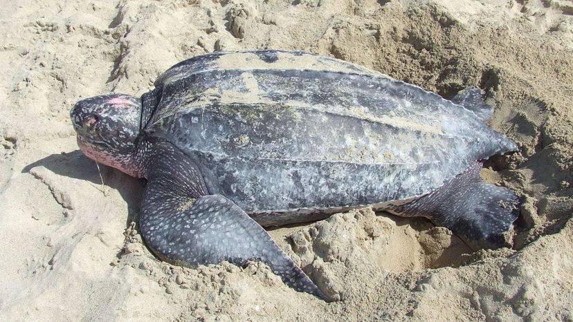 Leatherback turtle