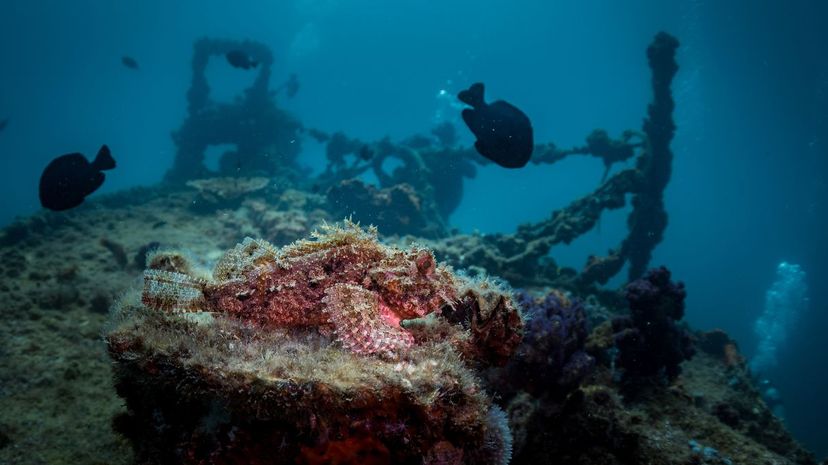 Stonefish