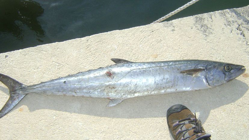 King Mackerel