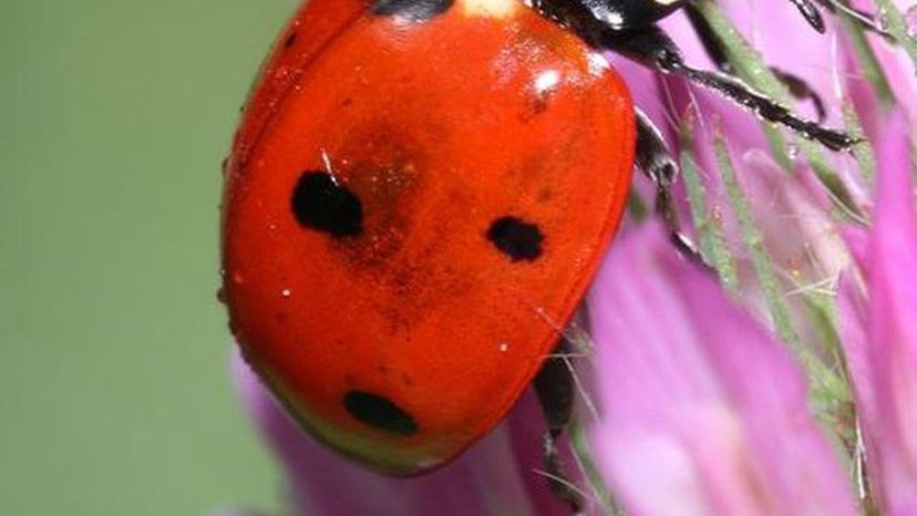 ladybug