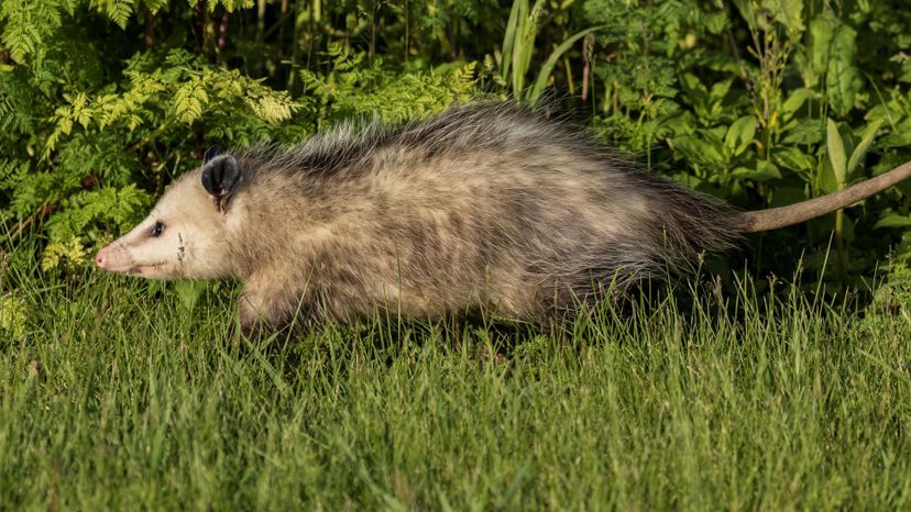 opossum