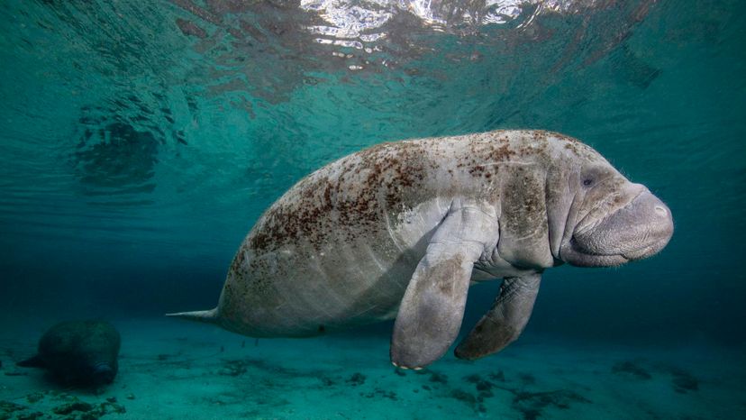 Manatee