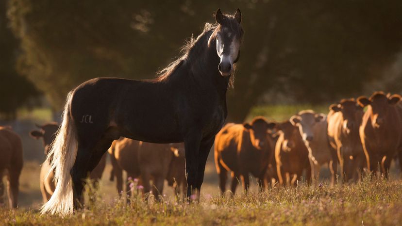 Lusitano