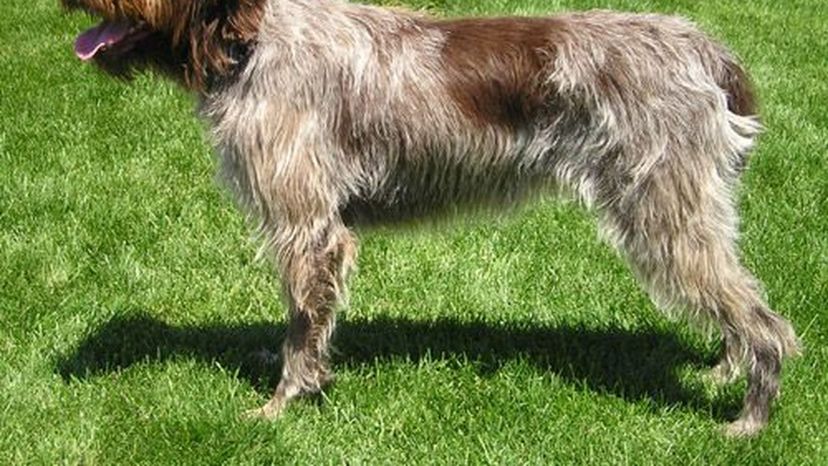 Wirehaired Pointing Griffon