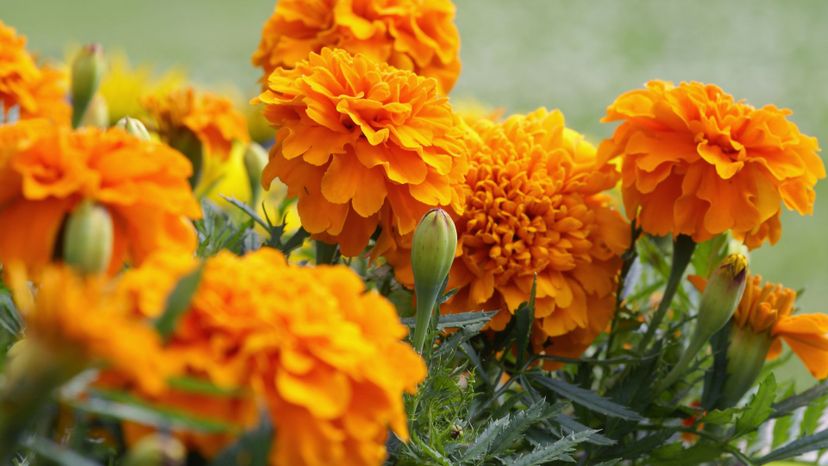 Marigold