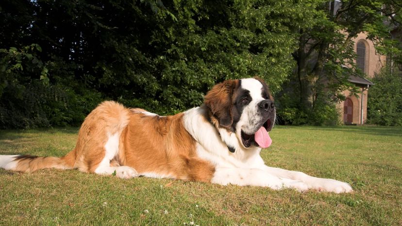 St. Bernard