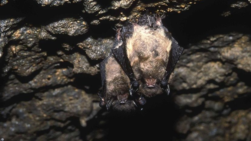 Brown bats