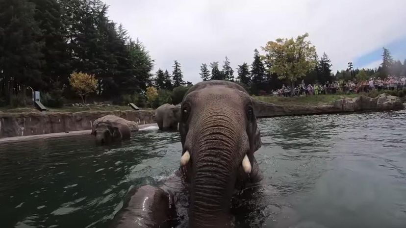 Elephant Swim