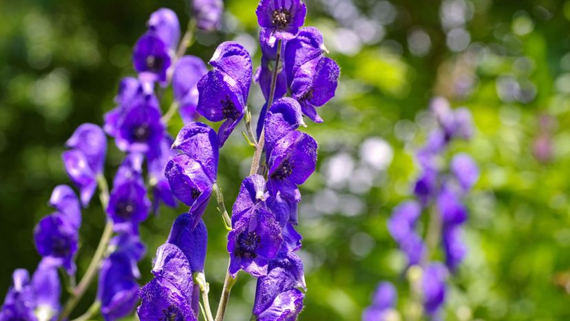 Monkshood