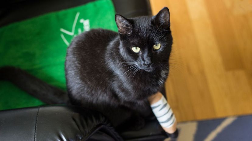 Black cat with injured leg