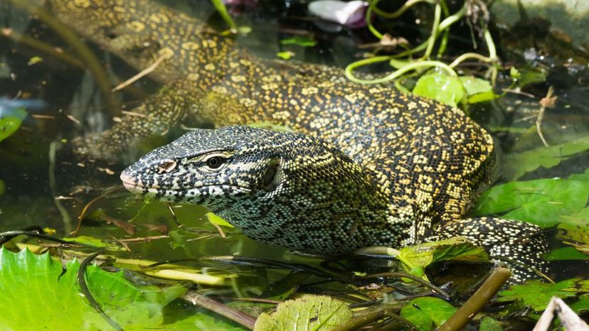 Nile Monitor