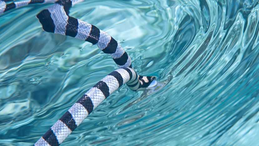 Faint-Banded Sea Snake