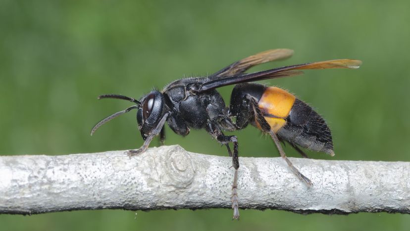 asian giant hornet