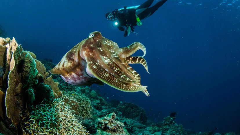 How Much Do You Know About the Deadliest Creatures in the Sea?