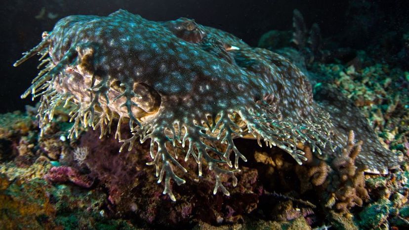 Wobbegong