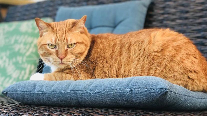 Cat on couch