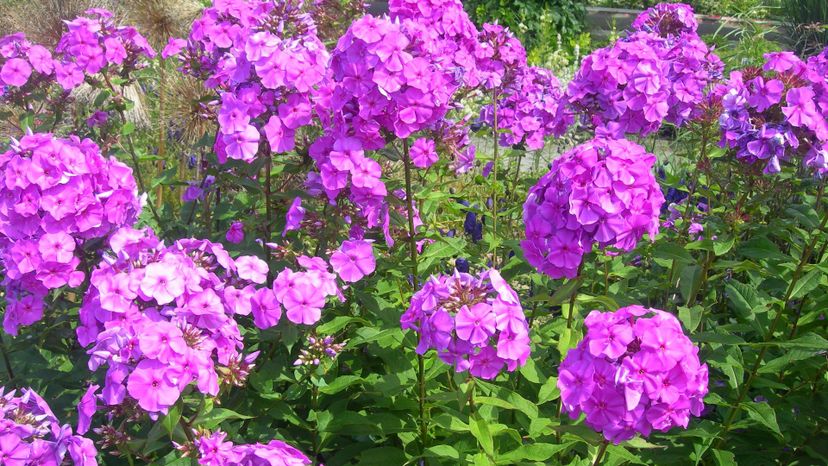 Phlox