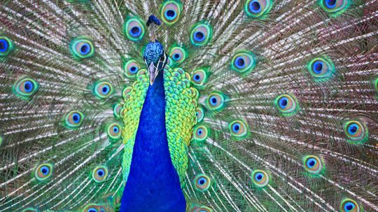 What Majestic Bird Are You, Based on Your Myers-Briggs Personality?