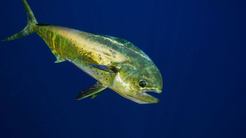 Mahi-mahi