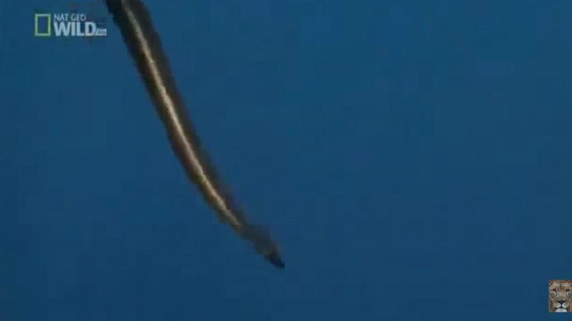 Yellow-bellied sea snake