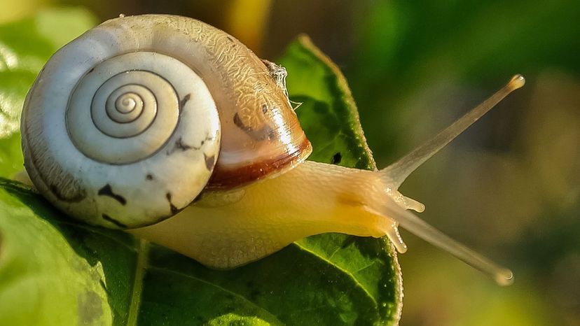 Snail Do You Know Which Phylum These Animals Belong To 18