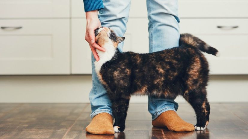 Which Cat Breed Matches Your Personality?