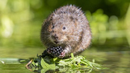 Can You Identify These British Animals from an Image?