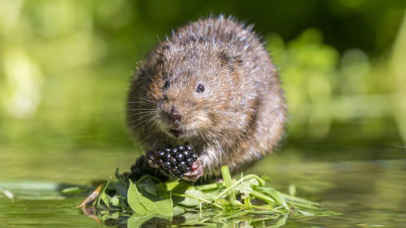 Can You Identify All of This British Wildlife from an Image?