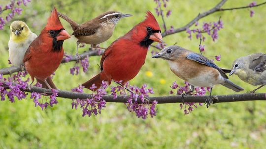 What Kind of Bird Are You?