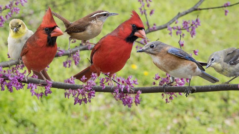 What Kind of Bird Are You?