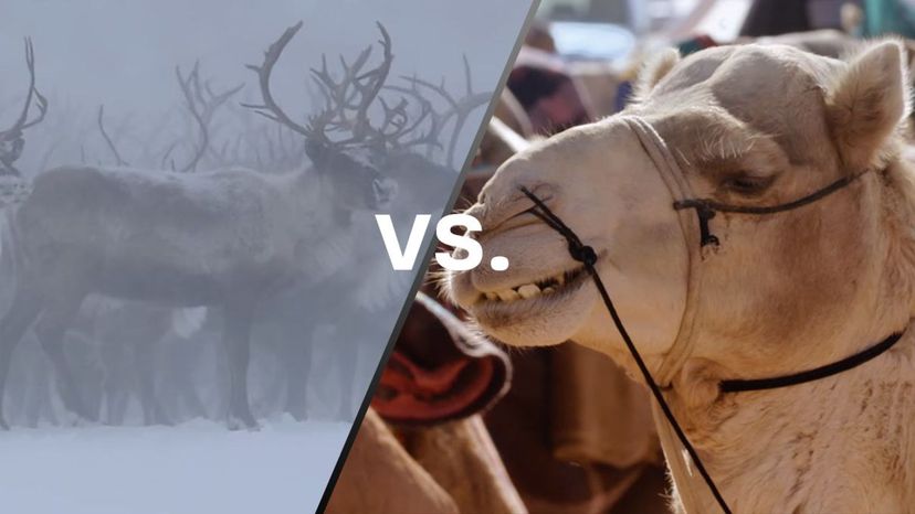 Camel vs Reindeer
