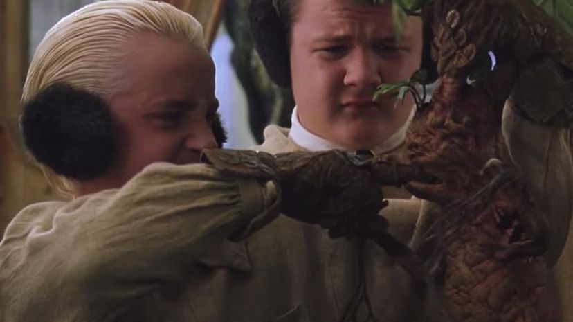 Malfoy and the Mandrake / Herbology