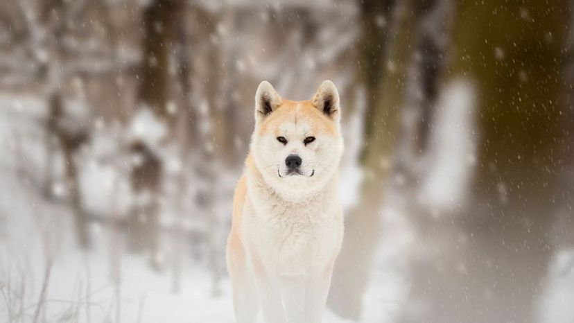 Akita Inu